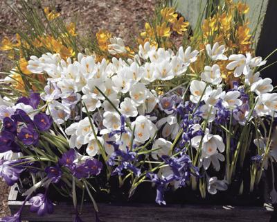 05-15 LS Crocus Bouquet
