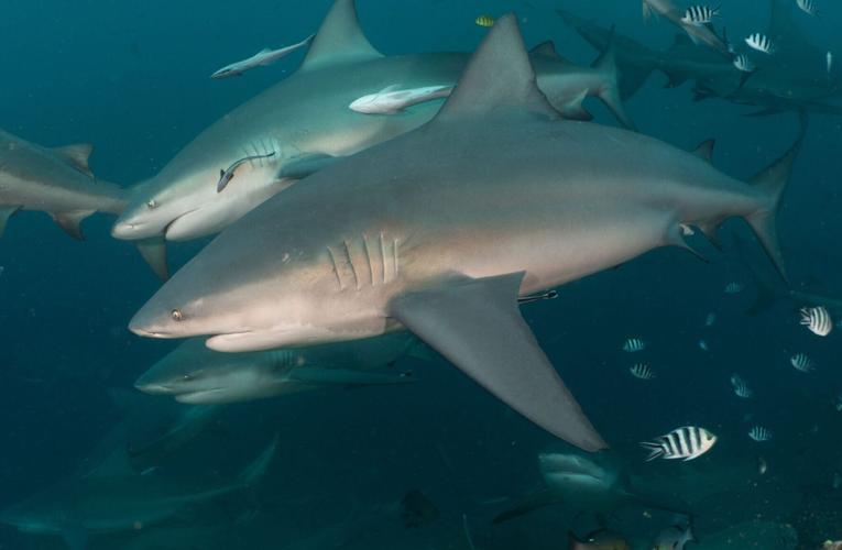 Sharks have “friends” who they prefer to socialise with, reveals new research