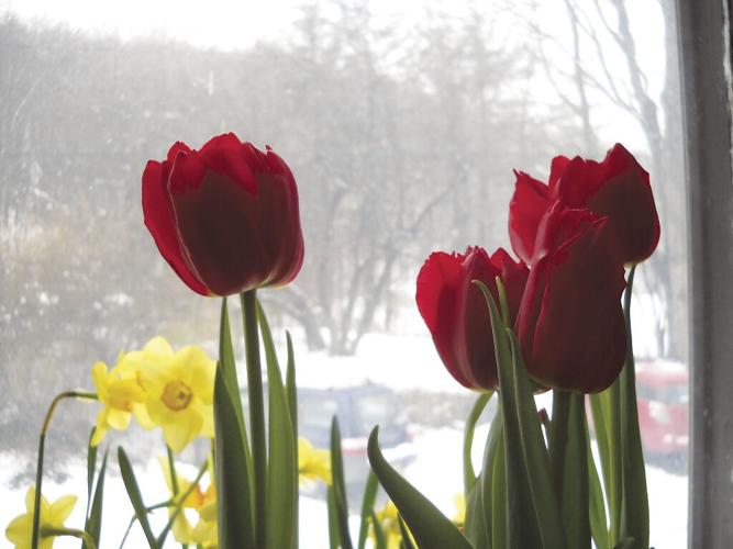 Forced tulips