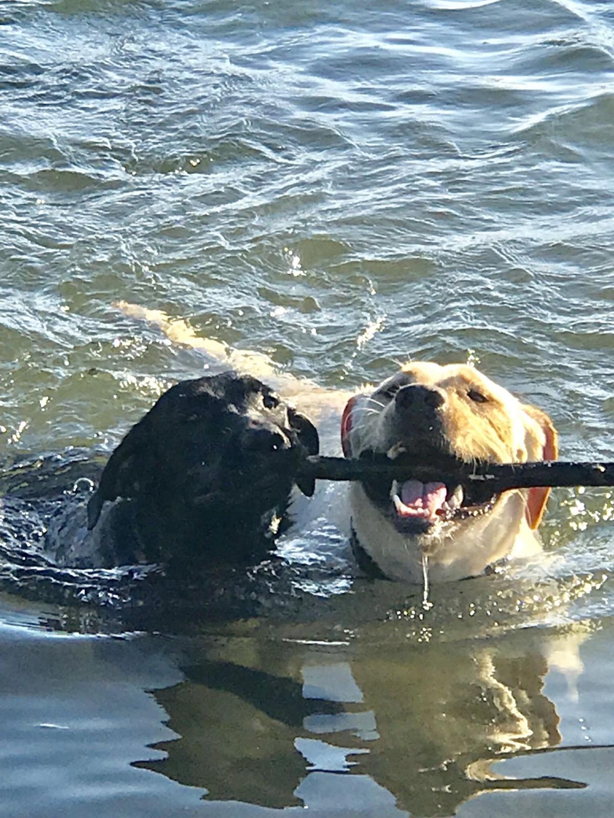 Reader Pics: Aug. 22 - Stick-two-it-ivness