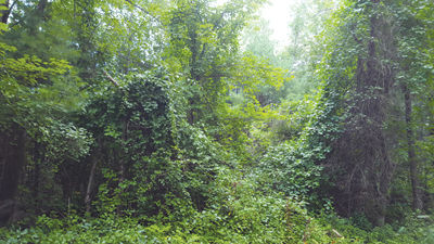 Bittersweet - The vine that is taking over NH’s landscape