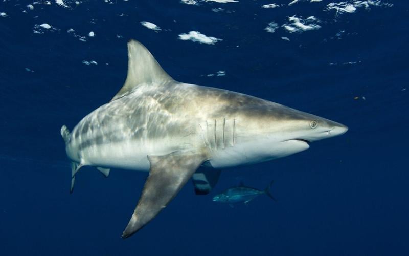 Sharks’ super-sensitive hearing detects sounds hundreds of feet away, shows study
