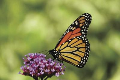butterfly