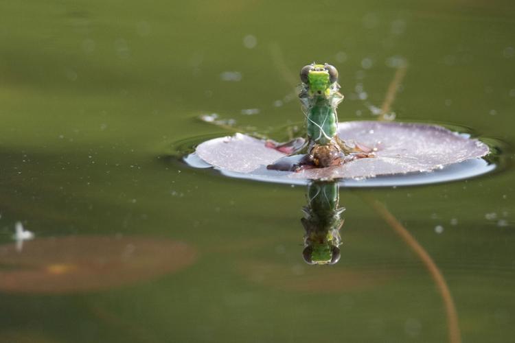 Reader Pics: June 12