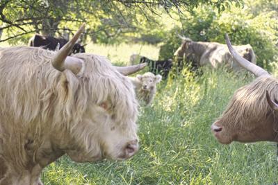 07-05 OUTDOOR Washington+Cow_InPixio.jpg