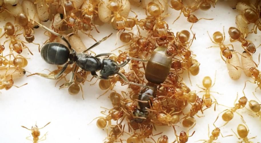 Ants “use chemical warfare to compel host workers to kill their own queen”