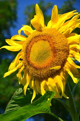 Reader Pics: Aug. 30