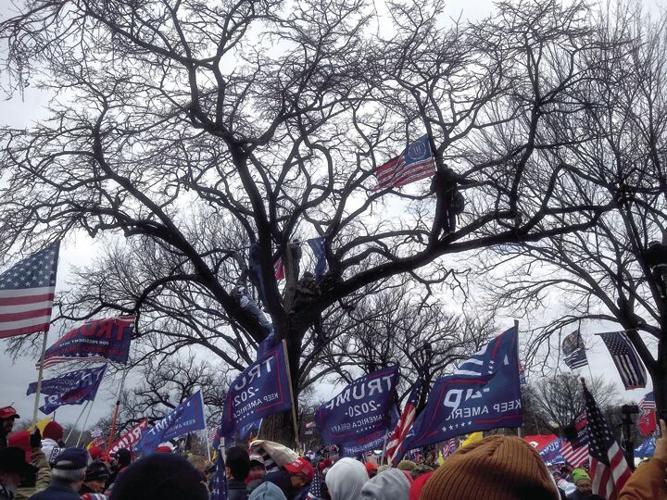 01-08 Patriots in Trees.jpg