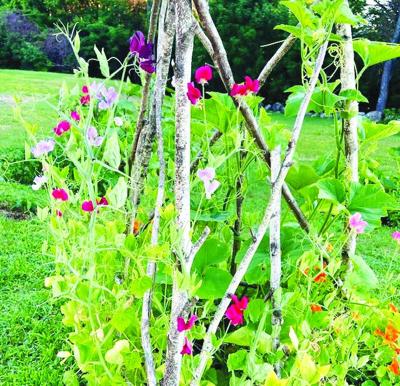 Join Opechee Garden Club for monthly Craft Garden Workshop