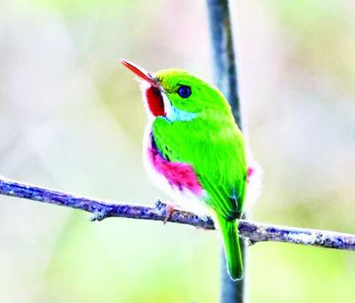 Audubon to host Cuba birding program Oct. 15