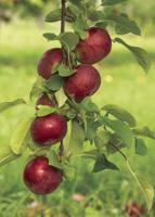 Tom Brady may not be the apple of orchardists' eyes