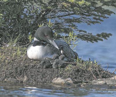 Common loon