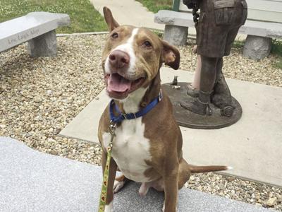 1-22 pet of the week