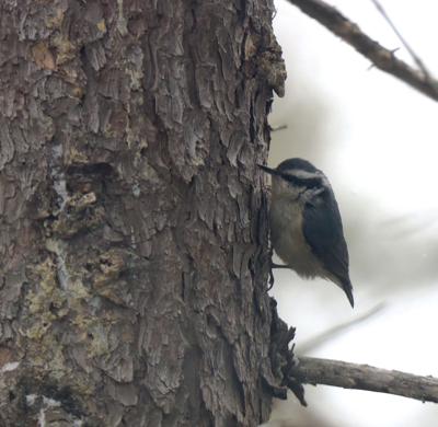 Winter birds