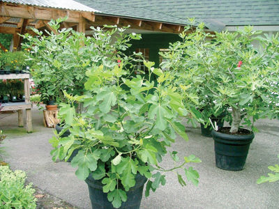 Figs? In New Hampshire?