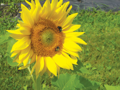 Free gardening workshops to focus on soil health, pollinators, and vegetables