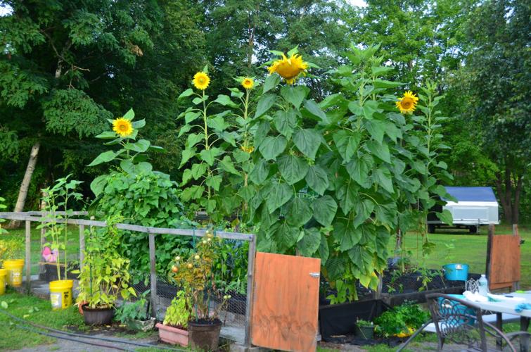 Reader Pics: Aug. 30