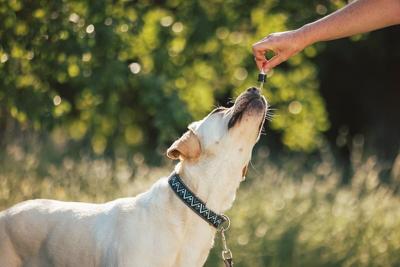 Weed Extract Might Lower Dog Aggression