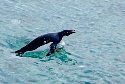 An Adélie penguin swims through the ocean. Casey Youngflesh, CC BY