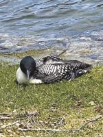 Local loon death prompts lead buy back program for anglers