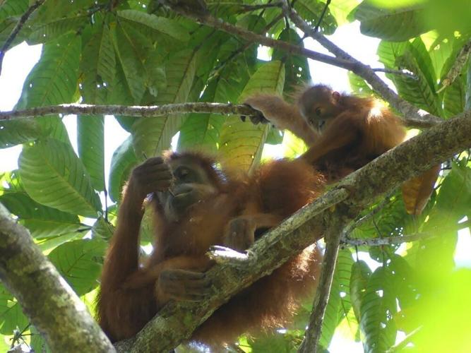 Learning from mother is key to adult survival for young orangutans, reveals study