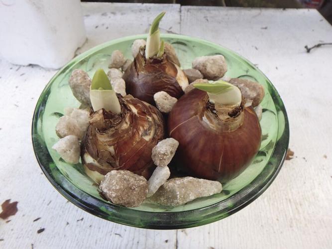 Paperwhites are easy to force in pebbles and water