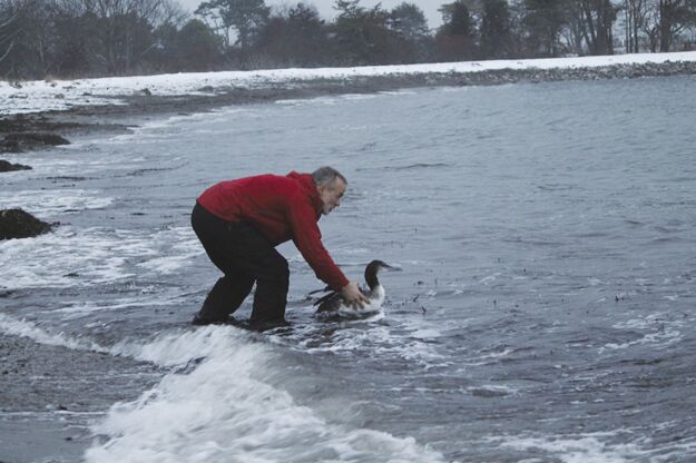Loon Preservation Committee
