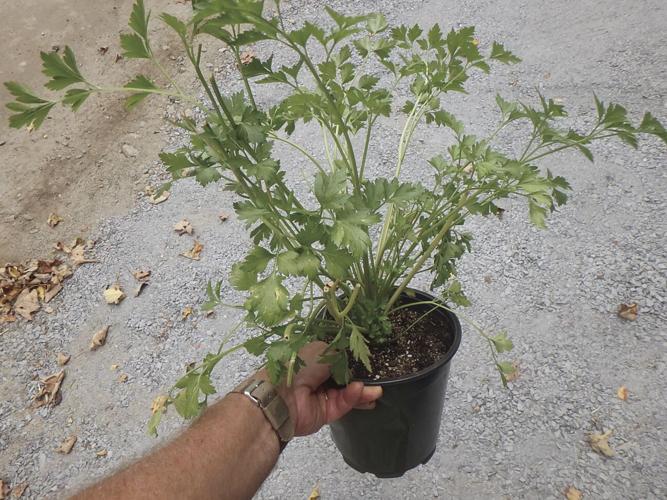 10-03 HOME Parsely roots are long, and need a deep pot.jpg