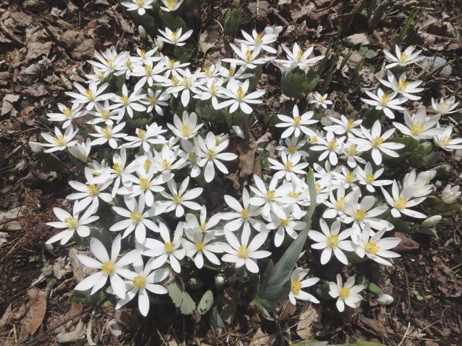 Bloodroot