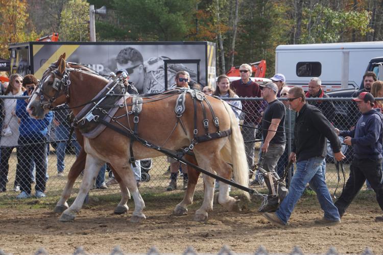 Horses