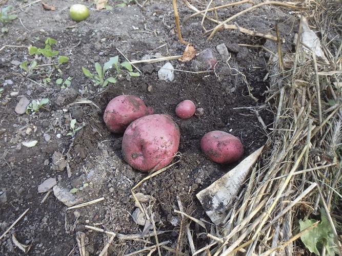 Fenway Red potatoes