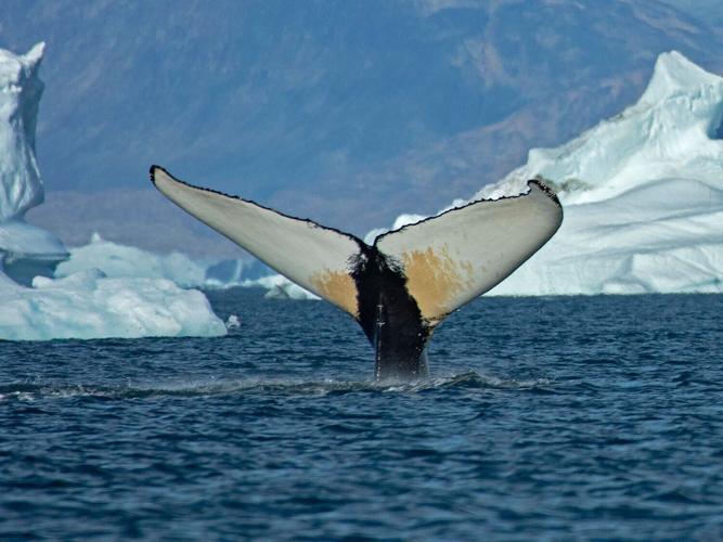 whalefin_featured