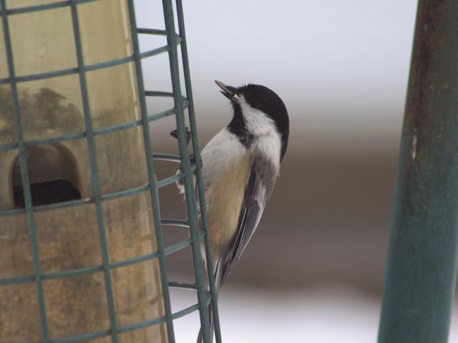 A Chickadee starts the food chain.