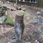 Squam Lakes Natural Science Center to hold residents day Oct. 26