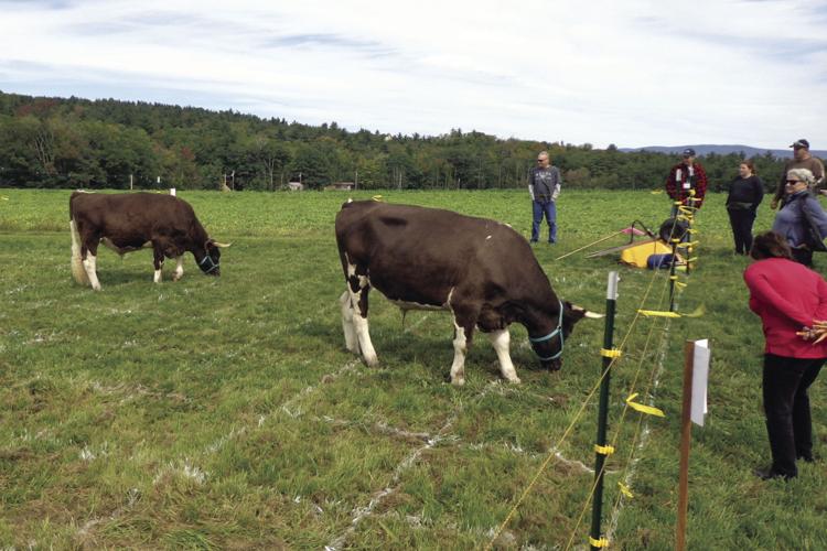 10-13 Cow pie1