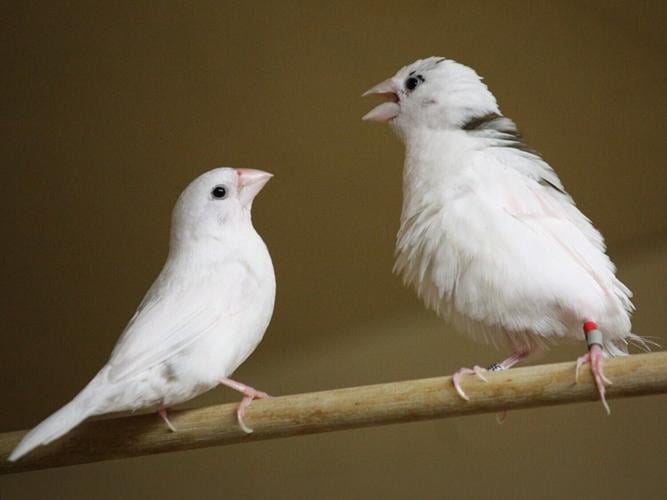 birdsz_featured