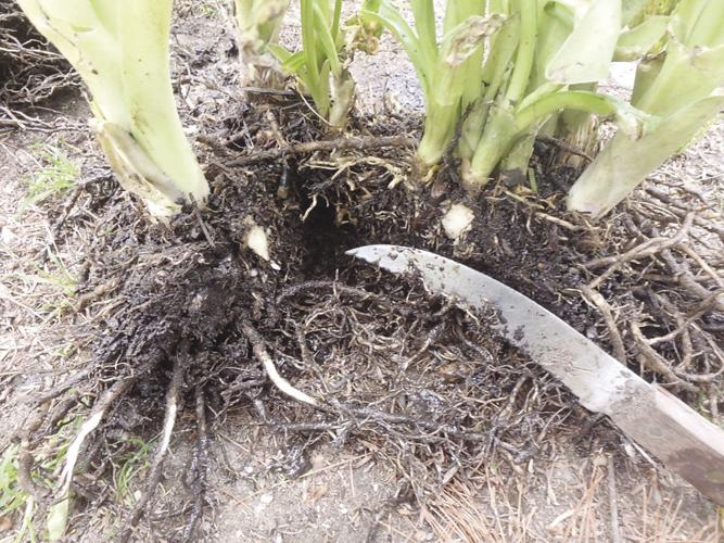 05-29 HOME Dividing hostas roots with a serrated knife is easy.jpg