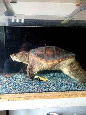 Giant snapping turtle in Tilton draws concern