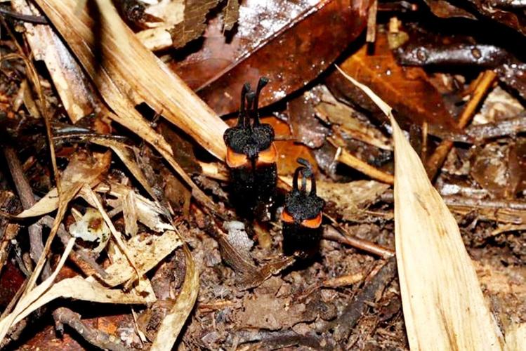 Newly discovered plant species named devil flower due to its demonic appearance