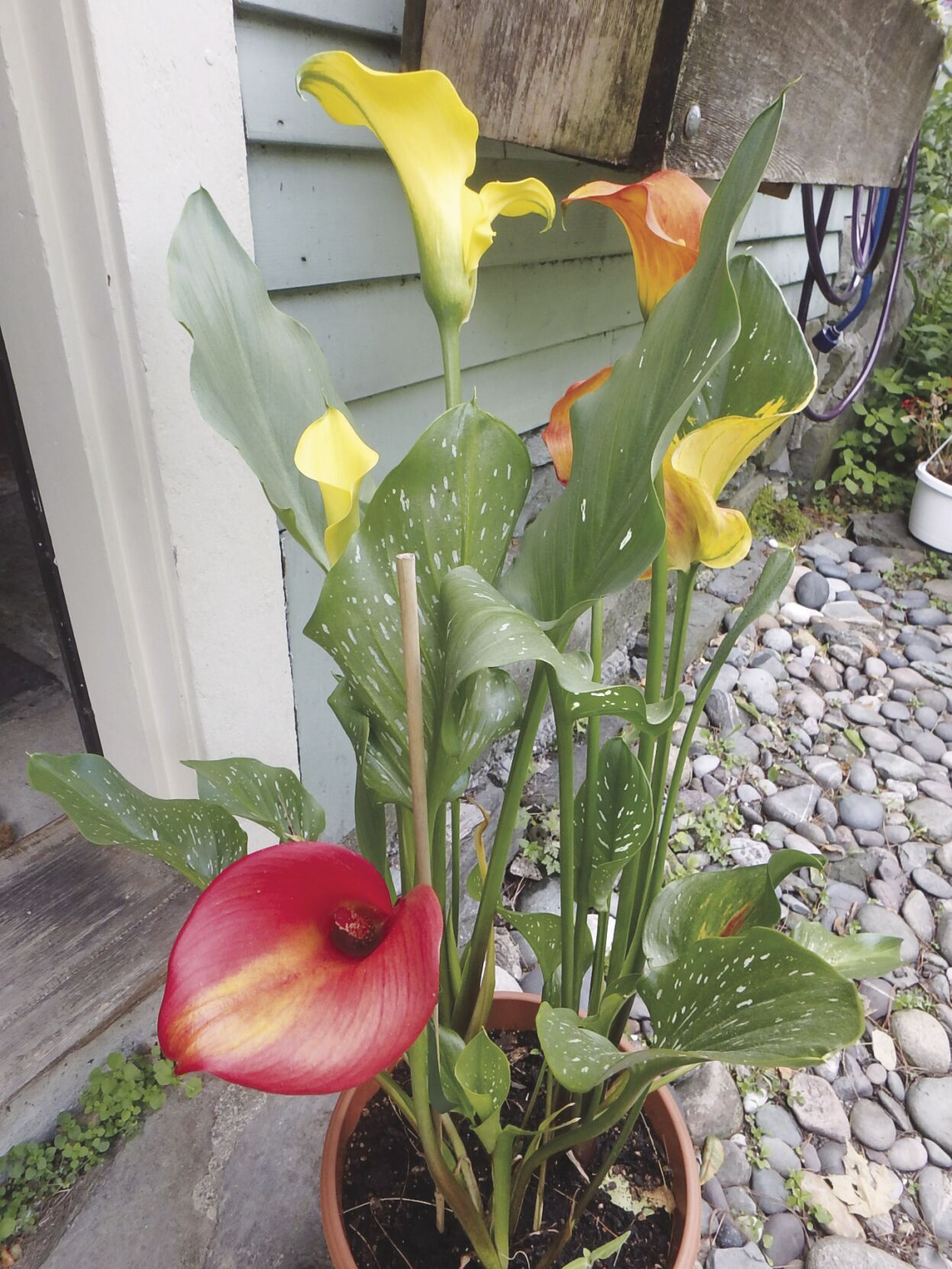 alla lily