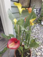 Now is the time to buy tubers and rhizomes for summer-blooming flowers