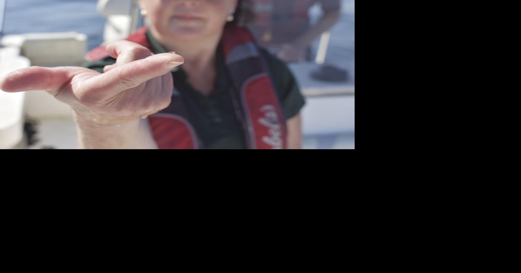 Spiny water flea a cause for monitoring, but not yet alarm