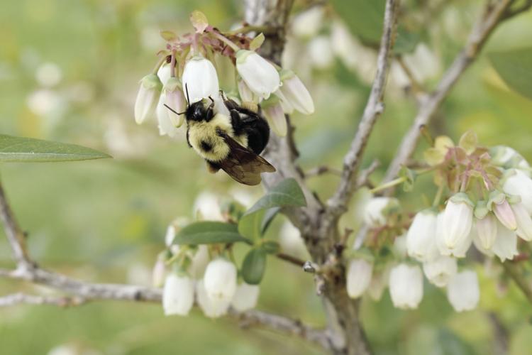 Bumble bee