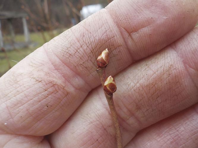 Blueberry fruit buds