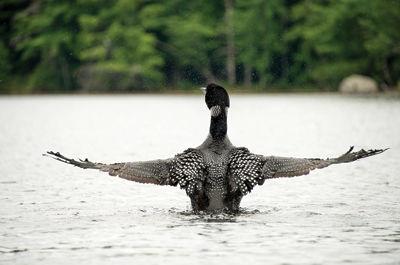 Saving loons – UNH finds toxins in our lakes that threaten the