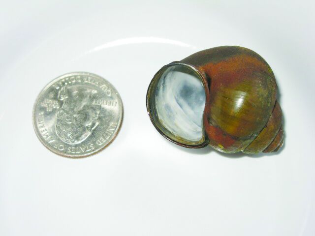 Chinese mystery snail