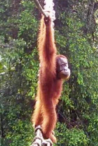 Orangutan uses canopy bridge to cross a road in North Sumatra