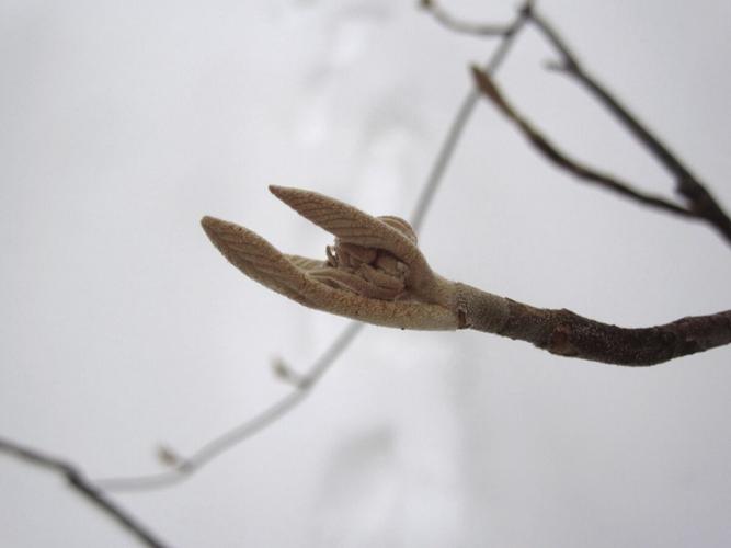 Hobblebush buds
