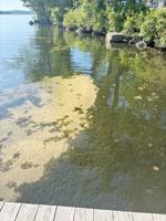 6 cyanobacteria blooms reported on Winnipesaukee