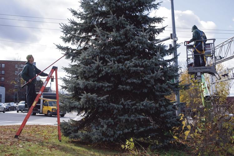 Lakeport tree